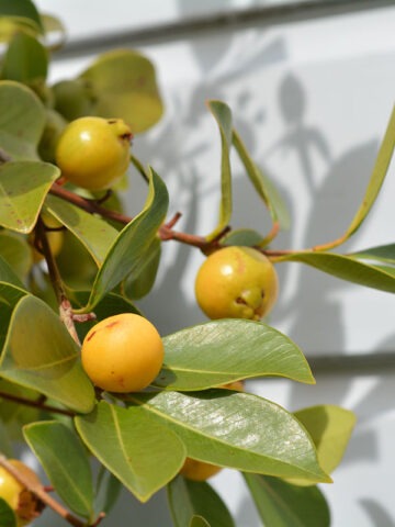 Lg. Lemon Guava Tree (psidium littorale)