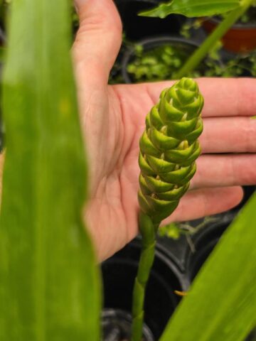 Lg. Culinary Ginger Plant (zingiber officinale) - Image 4