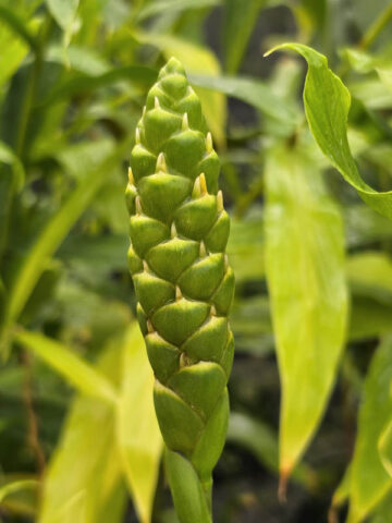 Lg. Culinary Ginger Plant (zingiber officinale) - Image 5