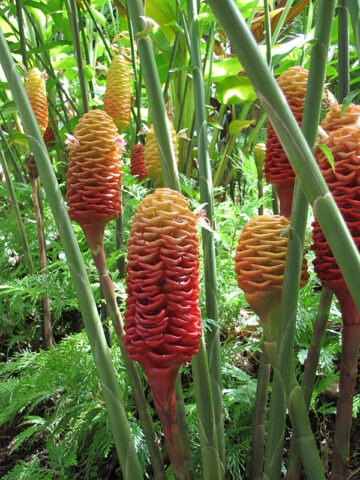 Alternative view of Lg. Hawaiian Beehive Ginger Plant (zingiber spectabile)