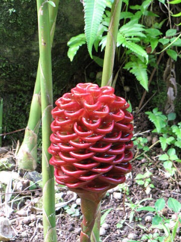 Alternative view of Lg. Spectabile Hilo Giant Ginger Plant (zingiber sp)