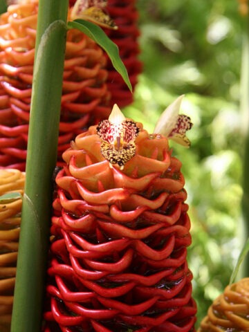 Lg. Spectabile Hilo Giant Ginger Plant (zingiber sp)