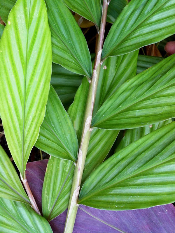 Lg. Collinsii Silver Streak Ginger Plant (zingiber sp)