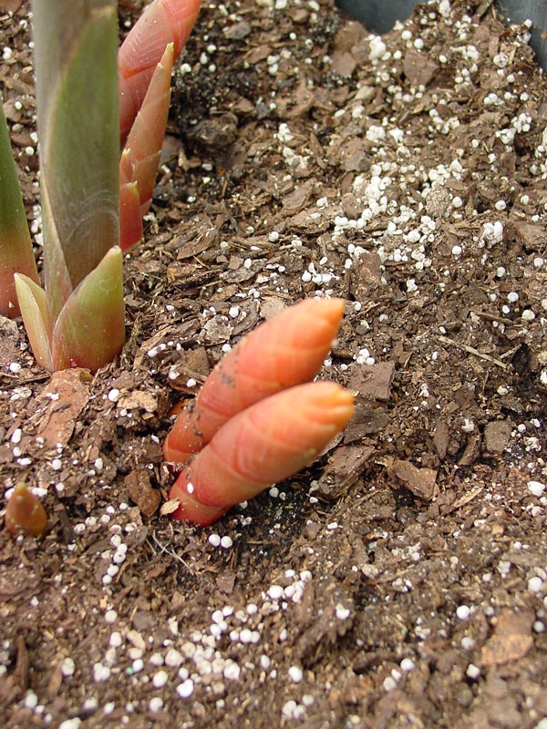 Lg. Collinsii Silver Streak Ginger Plant (zingiber sp) - Image 2