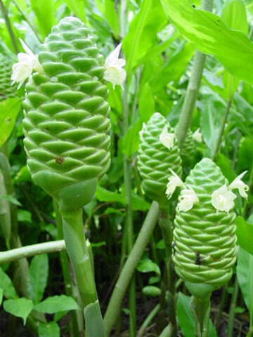 Alternative view of Lg. Zerumbet Darcyi Ginger Plant (zingiber sp)