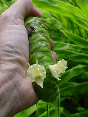 Lg. Hawaiian Shampoo Ginger Plant (zingiber awapuhi)