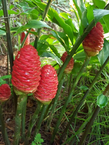 Alternative view of Lg. Hawaiian Shampoo Ginger Plant (zingiber awapuhi)