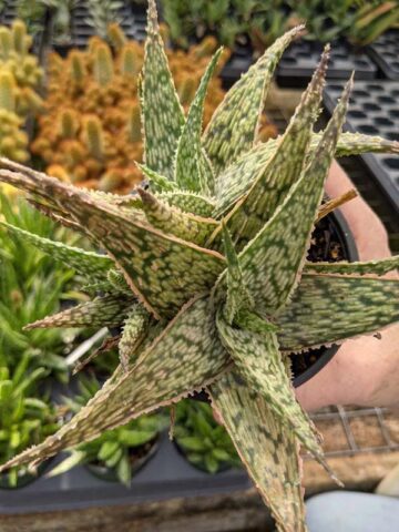 Super Dwarf White Lightning Rosette Plant (aloe x haworthia) - Image 3