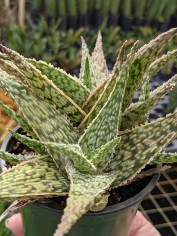 Super Dwarf White Lightning Rosette Plant (aloe x haworthia) - Image 4