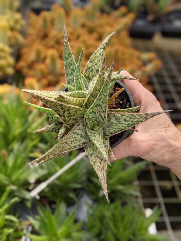 Super Dwarf White Lightning Rosette Plant (aloe x haworthia) - Image 5
