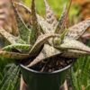 Super Dwarf White Lightning Rosette Plant (aloe x haworthia)