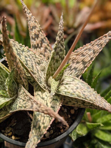 Super Dwarf White Lightning Rosette Plant (aloe x haworthia) - Image 6