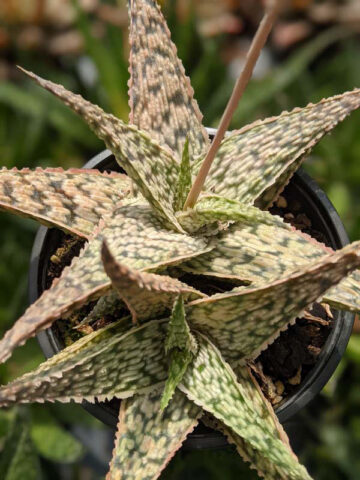 Alternative view of Super Dwarf White Lightning Rosette Plant (aloe x haworthia)