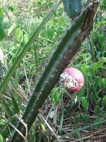 Meandering Giant Red Dragon Apple Cactus Plant (harrisia bonplandii) - Image 4