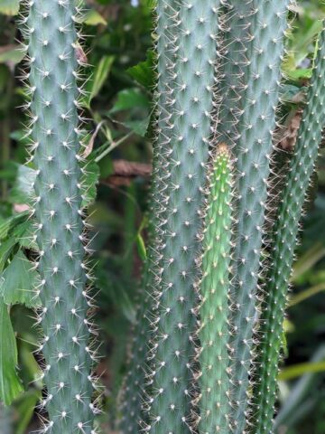 Meandering Giant Red Dragon Apple Cactus Plant (harrisia bonplandii) - Image 2