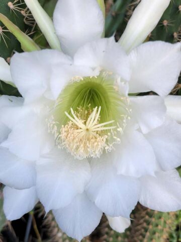 Meandering Giant Red Dragon Apple Cactus Plant (harrisia bonplandii) - Image 3