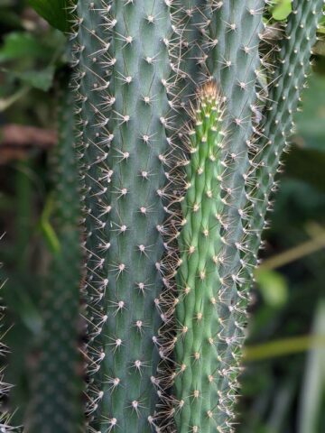 Meandering Giant Red Dragon Apple Cactus Plant (harrisia bonplandii) - Image 6