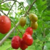 Lg. Wild Kaffir Plum Tree (harpephyllum caffrum)