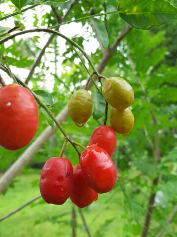 Lg. Wild Kaffir Plum Tree (harpephyllum caffrum)