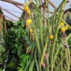 Upright Gold Dragon Apple Cactus Plant (harrisia eriophora)