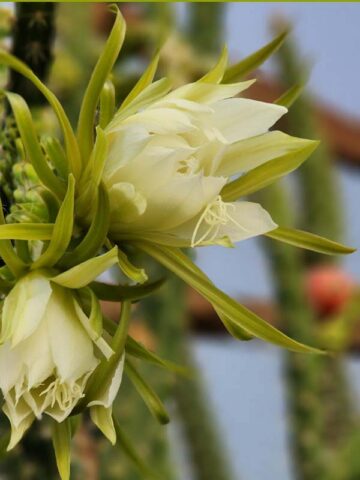 Heavy Producer, Fragrant Red Dragon Apple Cactus Plant (harrisia fragrans) - Image 5