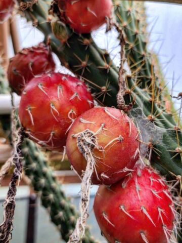 Heavy Producer, Fragrant Red Dragon Apple Cactus Plant (harrisia fragrans)