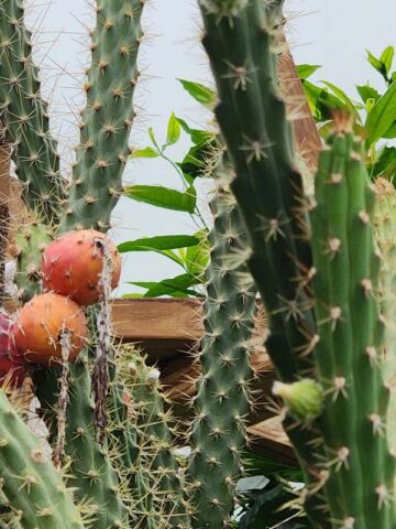 Heavy Producer, Fragrant Red Dragon Apple Cactus Plant (harrisia fragrans) - Image 4