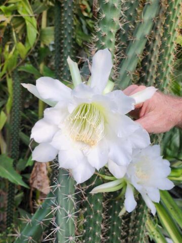 Heavy Producer, Fragrant Red Dragon Apple Cactus Plant (harrisia fragrans) - Image 6