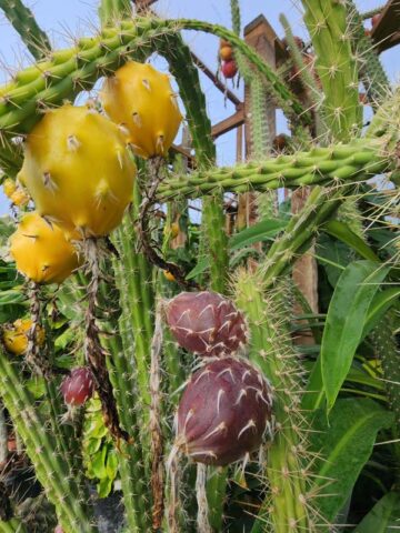 Lg. Night Queen Columnar Red Dragon Apple Cactus Plant (harrisia jusbertii) - Image 4