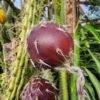 Lg. Night Queen Columnar Red Dragon Apple Cactus Plant (harrisia jusbertii)