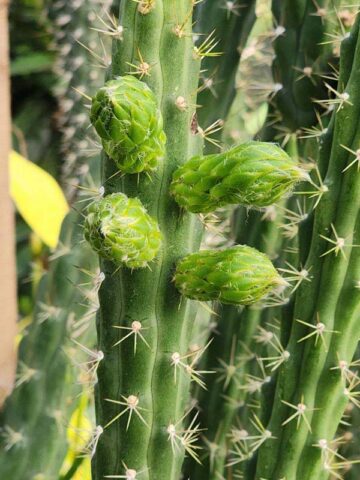 Lg. Night Queen Columnar Red Dragon Apple Cactus Plant (harrisia jusbertii) - Image 5
