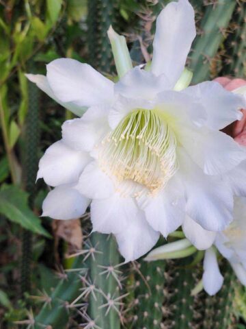 Alternative view of Lg. Night Queen Columnar Red Dragon Apple Cactus Plant (harrisia jusbertii)