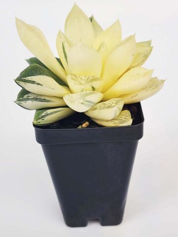 Petite Attenuata Caespitosa Variegated Haworthia Plant (aloe-like) - Image 5