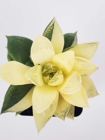 Petite Attenuata Caespitosa Variegated Haworthia Plant (aloe-like) - Image 3