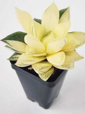 Petite Attenuata Caespitosa Variegated Haworthia Plant (aloe-like) - Image 6