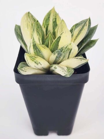 Petite Attenuata Caespitosa Variegated Haworthia Plant (aloe-like) - Image 7