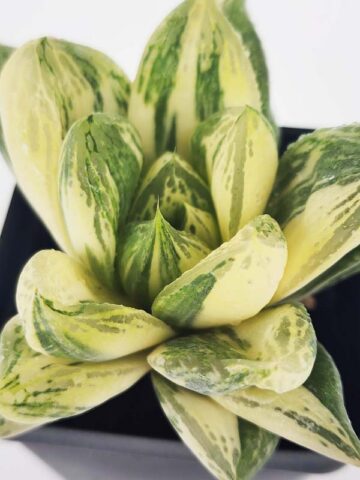 Petite Attenuata Caespitosa Variegated Haworthia Plant (aloe-like)