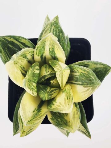 Petite Attenuata Caespitosa Variegated Haworthia Plant (aloe-like) - Image 4
