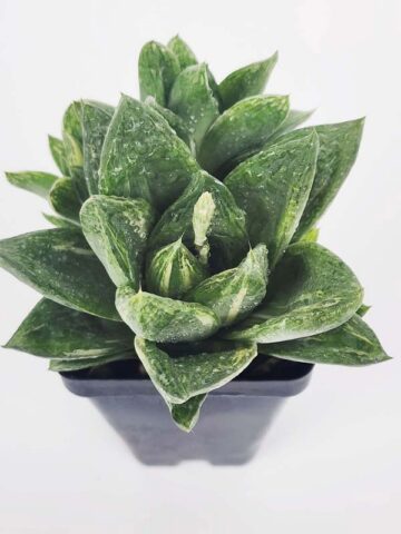 Popular Attenuata High Color Blush Haworthia Plant (aloe-like) - Image 3