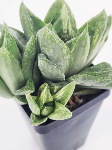 Alternative view of Popular Attenuata High Color Blush Haworthia Plant (aloe-like)