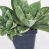 Popular Attenuata High Color Blush Haworthia Plant (aloe-like)