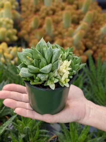 Popular Attenuata High Color Blush Haworthia Plant (aloe-like) - Image 3