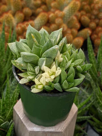 Alternative view of Popular Attenuata High Color Blush Haworthia Plant (aloe-like)