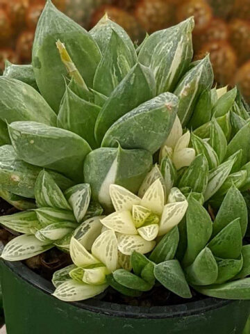 Popular Attenuata High Color Blush Haworthia Plant (aloe-like)