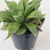 Cute Little Acumulata Variegata Haworthia Plant (aloe-like)