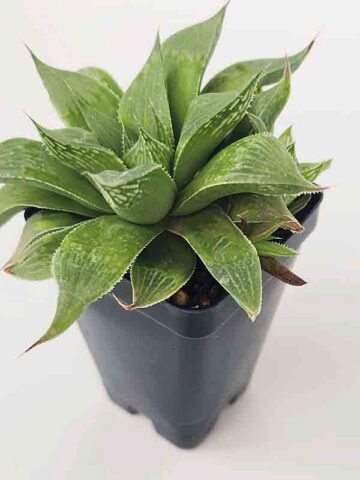 Cute Little Acumulata Variegata Haworthia Plant (aloe-like)