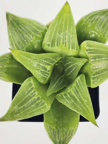 Popular Acumulata Variegata Tulip Haworthia Plant (aloe-like) - Image 3