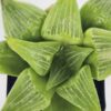 Popular Acumulata Variegata Tulip Haworthia Plant (aloe-like)