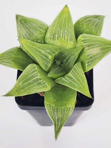 Popular Acumulata Variegata Tulip Haworthia Plant (aloe-like) - Image 4