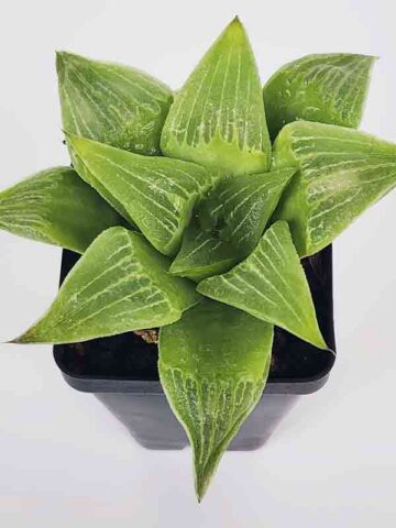 Popular Acumulata Variegata Tulip Haworthia Plant (aloe-like)